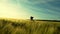 The girl happily walks through a wheat field.