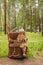 Girl in hat and dress rustic and boots sitting on a tree stump in the woods with a basket of bread and buns