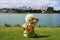 Girl with hat sitting on grass in Barigui Park enjoying Curitiba cityscape, Brazil