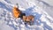 A girl having fun playing with the dog in the winter snow park, teen girl and dog lying in snow, sunny frosty day.