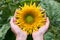 The girl with her hands hugs the sunny sunflower. The concept of domestic cultivation, unity with nature, the gifts of nature
