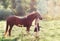 Girl and her horse on the sunlit field