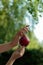 A girl is holding an apple in her hands. Beautifully curved fingers