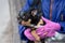 Girl holding cute chihuahua puppy dog, people pets concept, beautiful evening lights. chihuahua girl