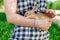 A girl is holding a cute red-haired rabbit asleep in her arms, in a park in nature. Close-up.