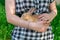 A girl is holding a cute red-haired rabbit asleep in her arms, in a park in nature. Close-up.