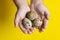 Girl holding Easter quail eggs, handful of quail eggs. They are rich in protein and micro-nutrients