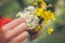 Girl holding flowers. Bouquet of flowers. Springtime background. Bouquet of daisies. Macro view of beautiful white daisies.