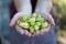 Girl holding fresh hops in her hands