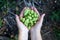 Girl holding fresh hops in her hands