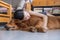 Girl holding the Golden Retriever to sleep