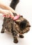 Girl holding gray cat in hands and combing from excess hair on white background. Vertical