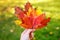 Girl holding hand several red and yellow maple leaves in autumn park