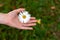 the girl is holding a pure bright chamomile flower, an organic natural product on a green