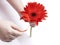 Girl holding red gerbera