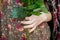 Girl holding a rose, arranging a bouquet, working in a flower shop, gift for 8 march, mother`s day, women`s day, St. Valentine,