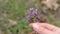 Girl holding a small field flower in her hand