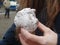 Girl holding a traditional Dutch doughnut