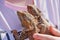 Girl is holding two bearded dragons (Bartagame) on the shirt on a sunny day