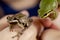 Girl holding two Oregon tree frogs close up