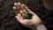 Girl holding young green plant in hands. Macro close up of hands holding small green plant.