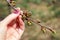 Girl holds a branch in her hand. Early spring, buds swelled and spreads first leaves of fruit tree, cherry