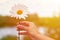A girl holds chamomile in hand. Big white Daisy with yellow world-renowned place. Health and beauty concept