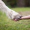 Girl holds hoof of white horse