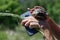 The girl holds a land turtle in her hands. Late spring early summer Gelendzhik