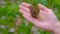 The girl holds Morchella conica in her hand.