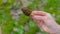 The girl holds Morchella conica in her hand.