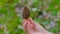 The girl holds Morchella conica in her hand.