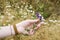 The girl holds a plant Vicia hirsuta with purple flowers in her palm, which flattens her hand