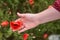 The Girl holds poppy in her hands. Meadow with beautiful bright red poppy flowers in spring