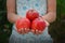 Girl holds red apples in hands, handful at torso background