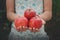 Girl holds red apples in hands, handful at torso background