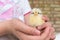 Girl holds small yellow chick in the hands