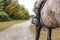 Girl, a horseback rider, riding gray horse on a sunny day