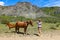 A girl and horses against the background of ancient high mountains in an air haze. Demerji. Crimea. May 2021