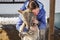 The girl hugs the gray wolf at the open-air cage with wolves and dogs