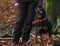 Girl - hunter with dog in forest