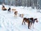 Girl in Husky dog sled in Finland in Lapland winter reflex