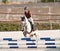 Girl jumping on roan pony over the hurdle