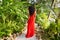 Girl in the jungle walks along a tropical trail