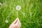 the girl keeps a blooming dandelion on the background of green grass, spring and summer season, the concept of pollen allergy and