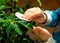 Girl kid caring for the shefler`s house plant, watering and wiping the dust with a cotton pad from green leaves