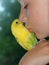 Girl kissing budgerigar