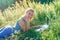 A girl with a laptop in nature lying on the grass with sunlight. The concept of combining leisure and work. Individual