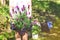 Girl with lavender in the pot in the backyard garden. Family gardening spring concept