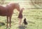 Girl leads her horse and stroking black dog